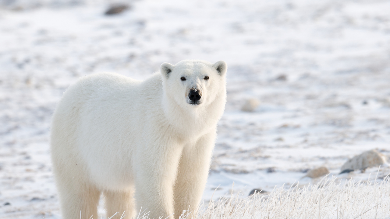 polar bear