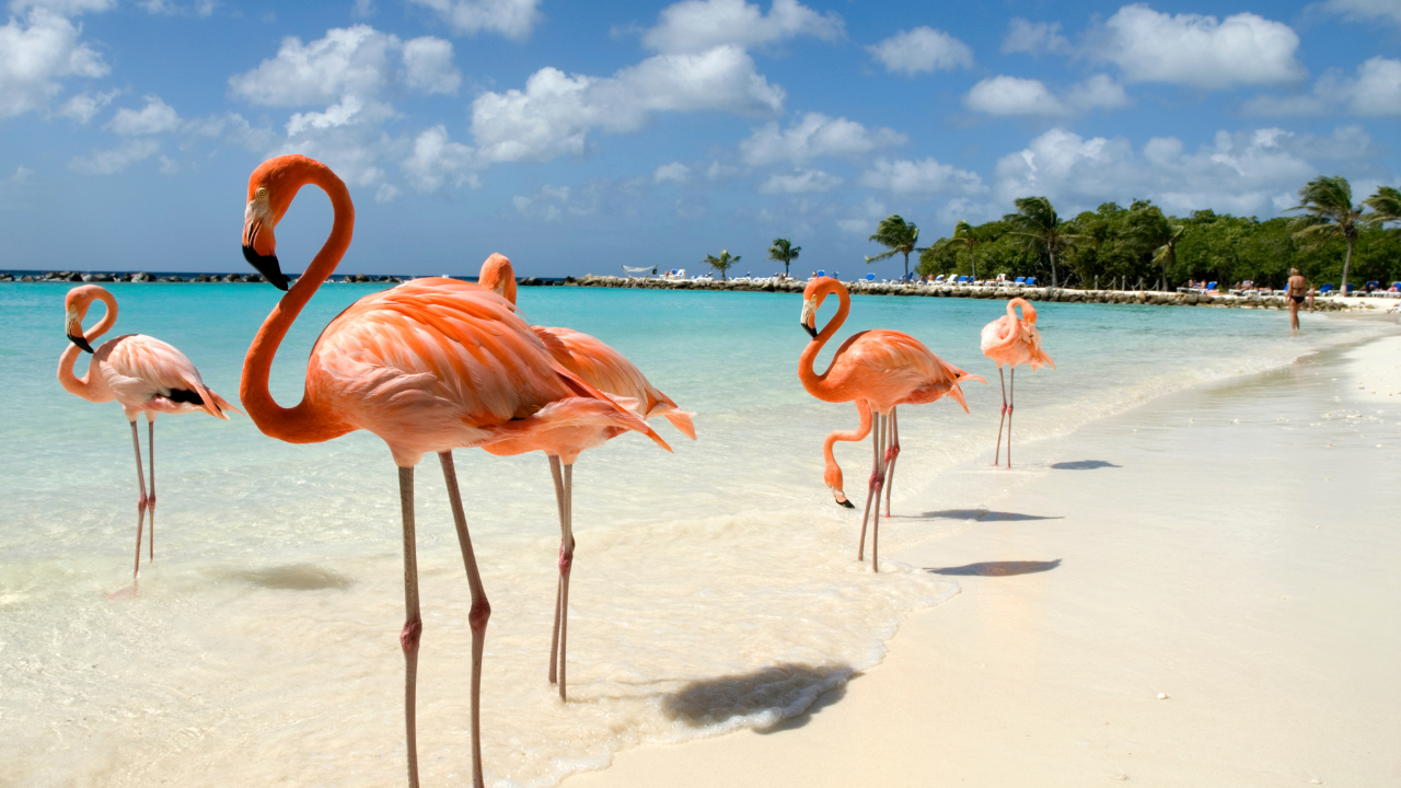 Aruba