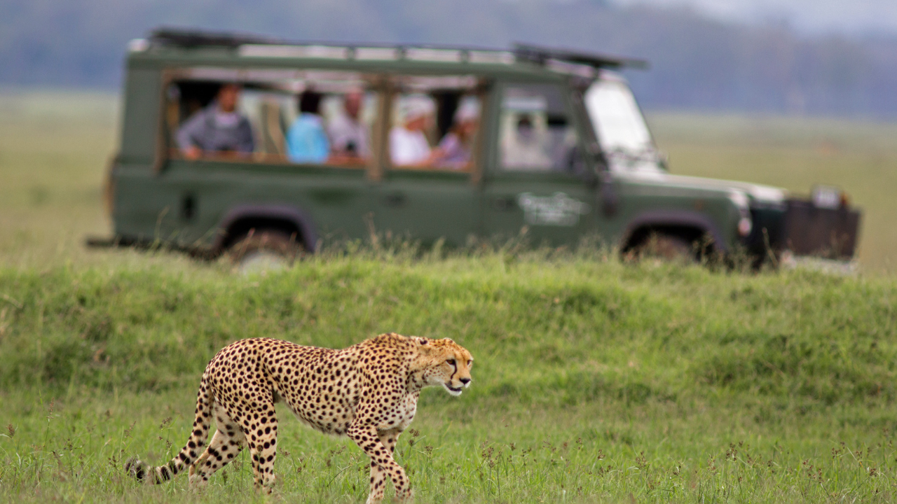 a cheetah on a grassy plain with safari group in background