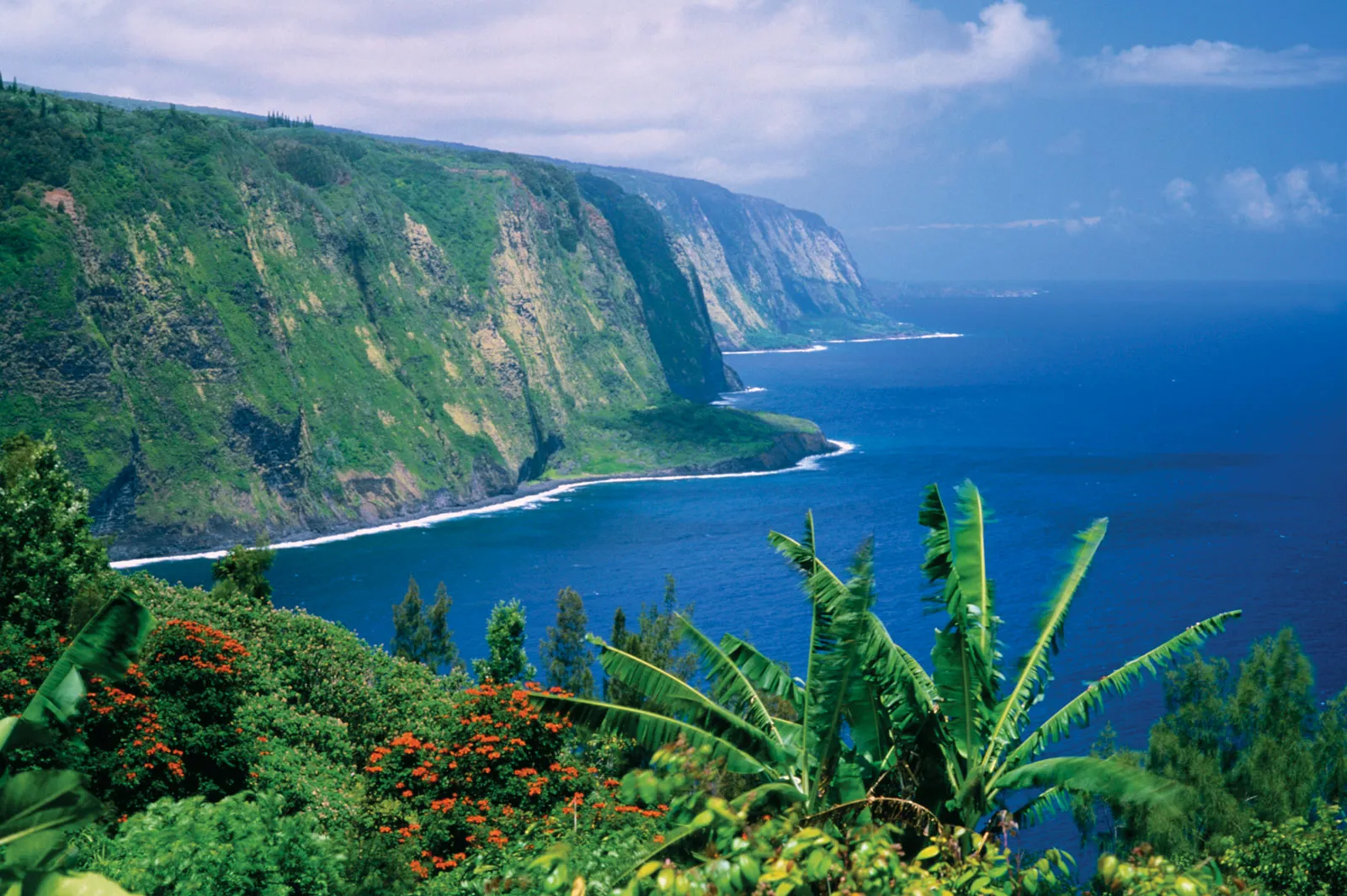 tall jungle filled cliffs with meeting the ocean
